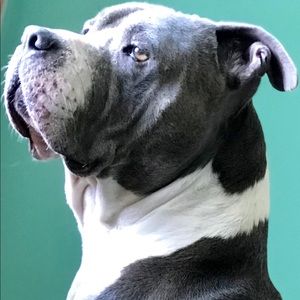 Meet your Posher, Angel